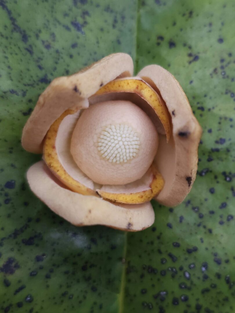 Nova espécie de Annona sp. Registro em 11 – 12 de mar. de 2023 – Feliz Deserto