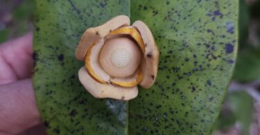 Nova espécie de Annona sp. Registro em 11 – 12 de mar. de 2023 – Feliz Deserto