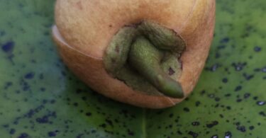 Nova espécie de Annona sp. Registro em 11 – 12 de mar. de 2023 – Feliz Deserto