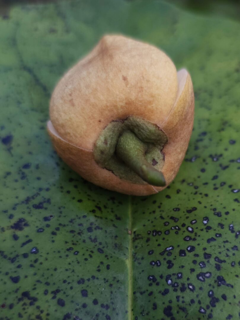 Nova espécie de Annona sp. Registro em 11 – 12 de mar. de 2023 – Feliz Deserto