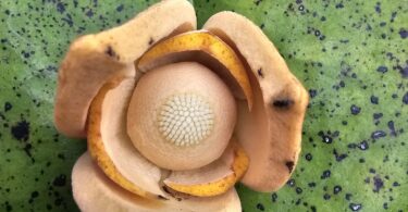 Nova espécie de Annona sp. Registro em 11 – 12 de mar. de 2023 – Feliz Deserto