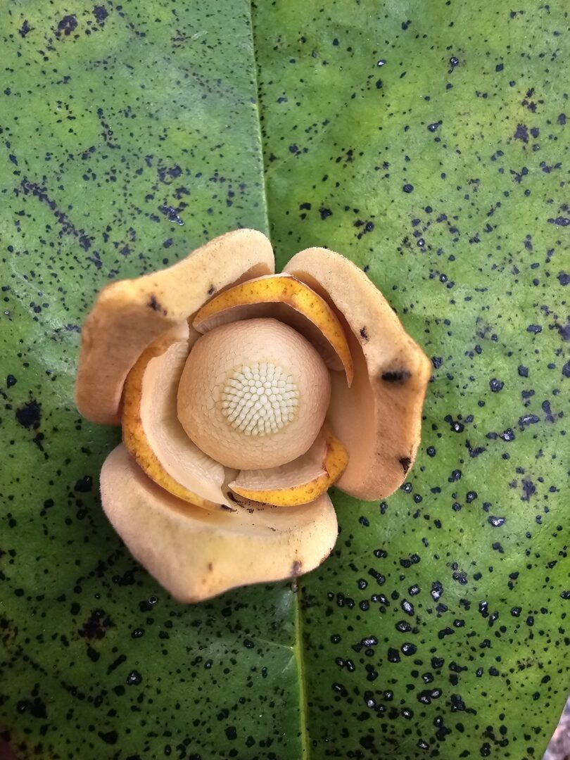 Nova espécie de Annona sp. Registro em 11 – 12 de mar. de 2023 – Feliz Deserto