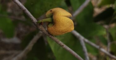 Nova espécie de Annona sp. Registro em 11 – 12 de mar. de 2023 – Feliz Deserto