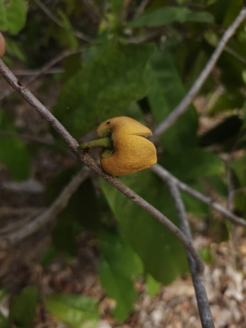 Nova espécie de Annona sp. Registro em 11 – 12 de mar. de 2023 – Feliz Deserto
