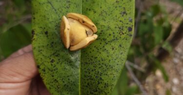Nova espécie de Annona sp. Registro em 11 – 12 de mar. de 2023 – Feliz Deserto