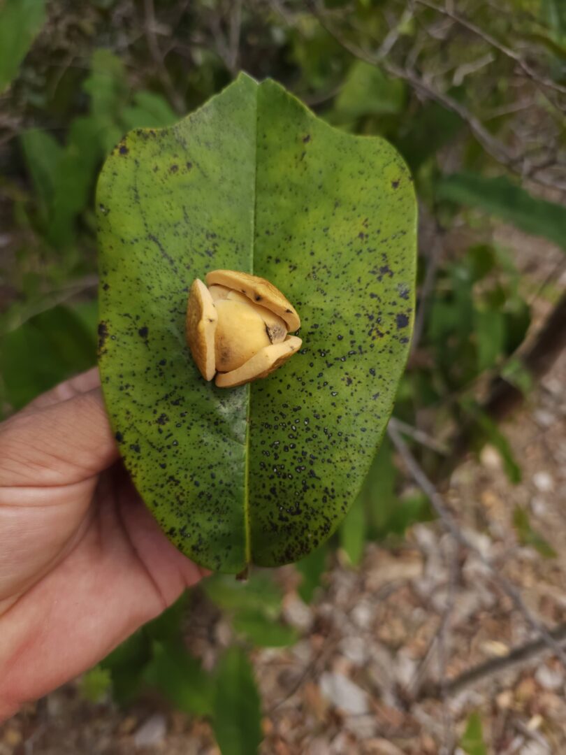 Nova espécie de Annona sp. Registro em 11 – 12 de mar. de 2023 – Feliz Deserto