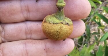 Nova espécie de Annona sp. Registro em 11 – 12 de mar. de 2023 – Feliz Deserto