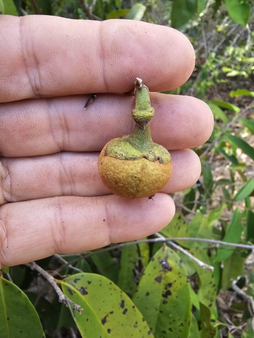 Nova espécie de Annona sp. Registro em 11 – 12 de mar. de 2023 – Feliz Deserto
