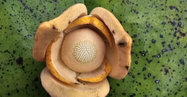 Nova espécie de Annona sp. Registro em 11 – 12 de mar. de 2023 – Feliz Deserto