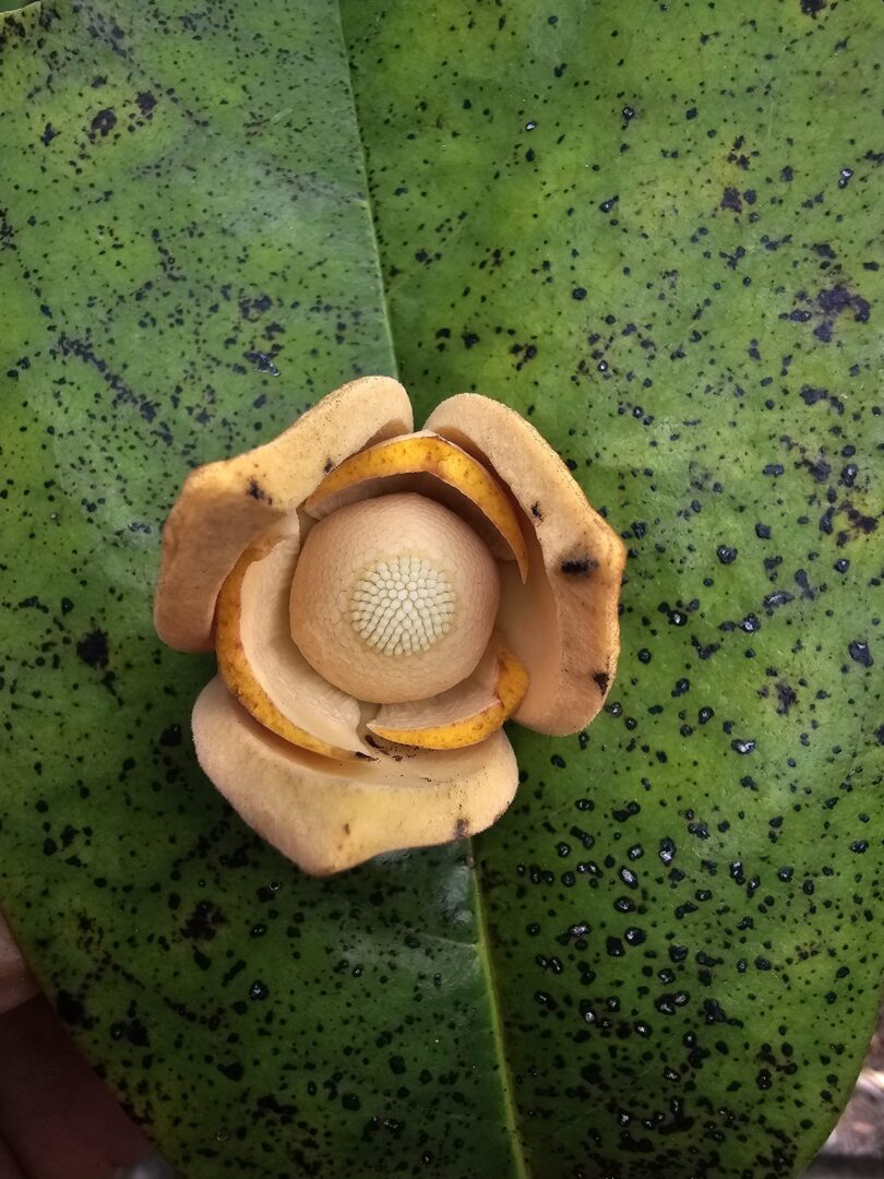 Nova espécie de Annona sp. Registro em 11 – 12 de mar. de 2023 – Feliz Deserto