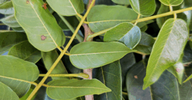 Brauna preta - Melanoxylon brauna Schott