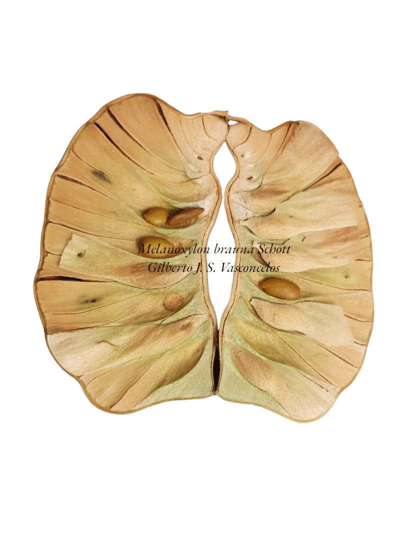 Brauna preta - Melanoxylon brauna Schott