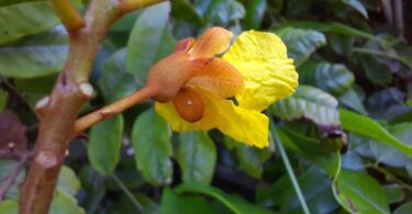 Brauna preta - Melanoxylon brauna Schott