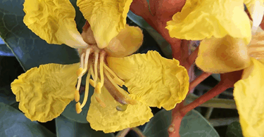 Brauna preta - Melanoxylon brauna Schott