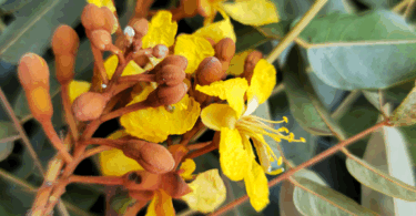 Brauna preta - Melanoxylon brauna Schott