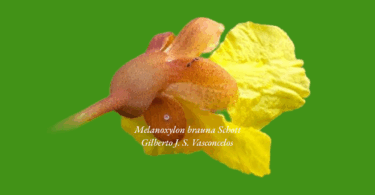 Brauna preta - Melanoxylon brauna Schott