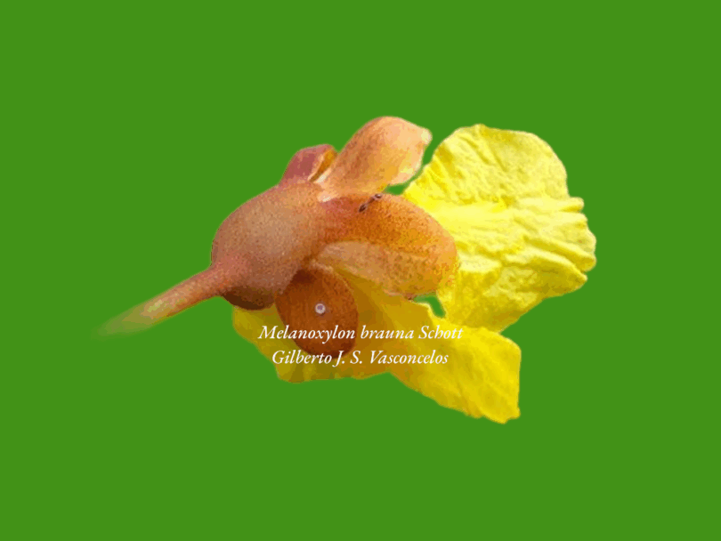 Brauna preta - Melanoxylon brauna Schott