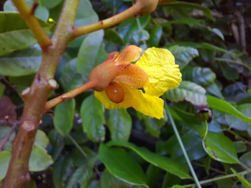 Brauna preta - Melanoxylon brauna Schott