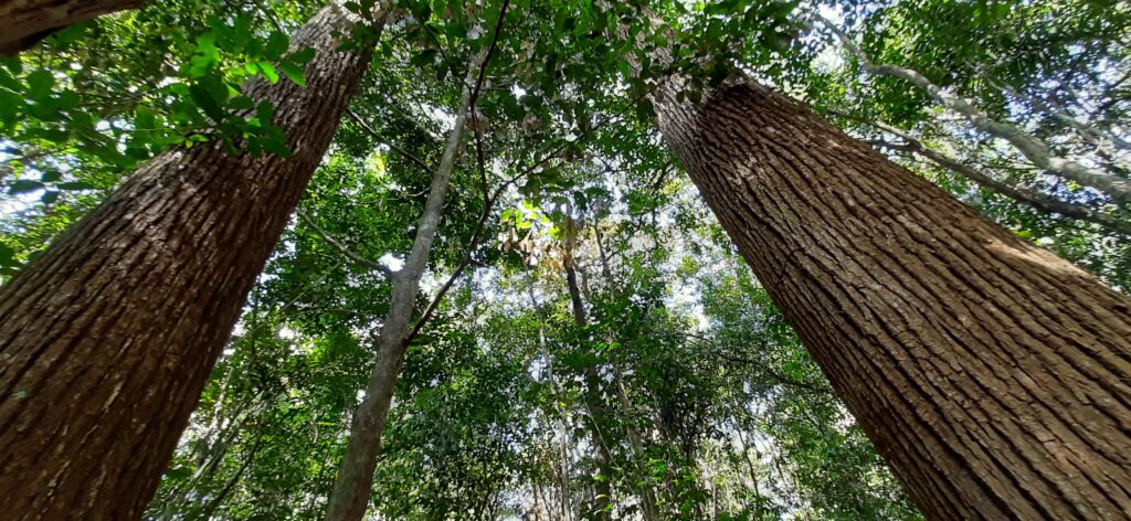 Cariniana legalis (Mart.) Kuntze