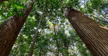 Cariniana legalis (Mart.) Kuntze