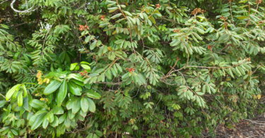 Hymenaea rubiflora Ducke