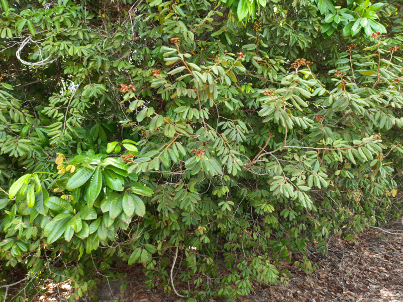 Hymenaea rubiflora Ducke