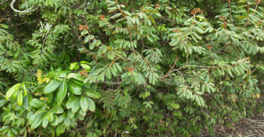 Ramos Hymenaea rubriflora Ducke