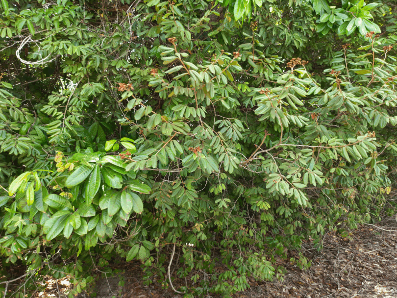 Ramos Hymenaea rubriflora Ducke