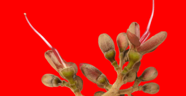 Flores Hymenaea rubiflora Ducke