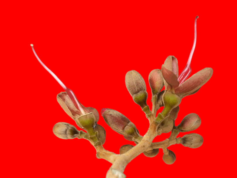 Flores Hymenaea rubiflora Ducke