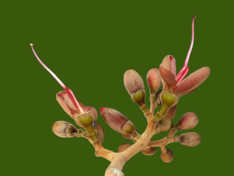 Hymenaea rubiflora Ducke