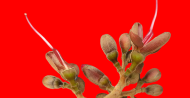 Hymenaea rubiflora Ducke