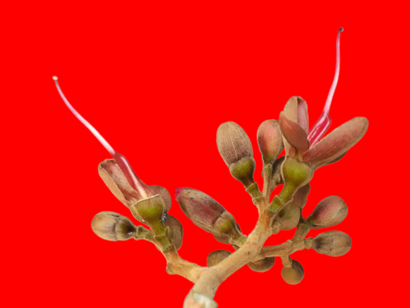 Hymenaea rubiflora Ducke