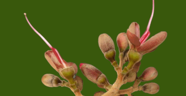 Hymenaea rubriflora Ducke