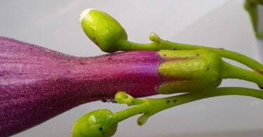 Flor Jacarandá-da-restinga - Jacaranda obovata Cham.
