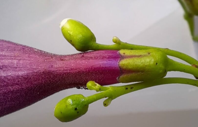 Flor Jacarandá-da-restinga - Jacaranda obovata Cham.