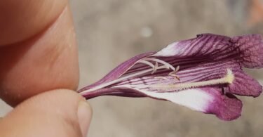 Flor Jacarandá-da-restinga - Jacaranda obovata Cham.