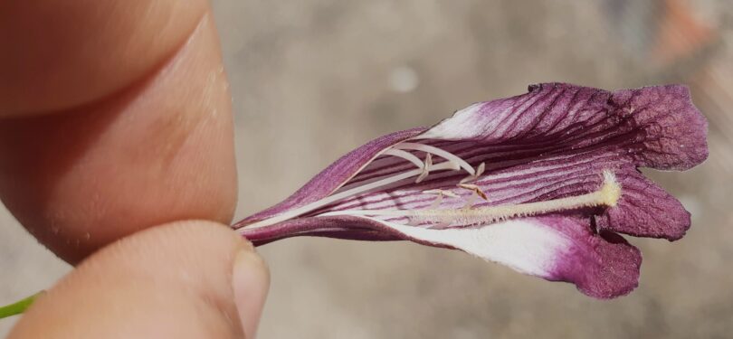 Flor Jacarandá-da-restinga - Jacaranda obovata Cham.