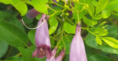 Flor Jacarandá-da-restinga - Jacaranda obovata Cham.