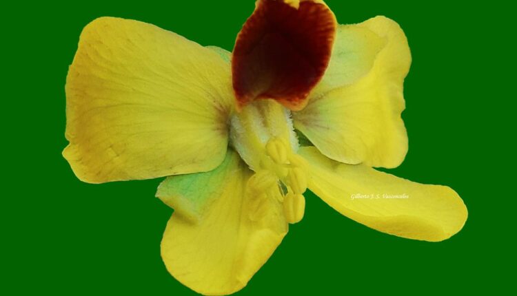 Flor de Pau-brasil - Paubrasilia echinata (Lam.) Gagnon, H.C.Lima & G.P.Lewis
