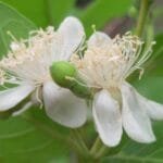Floração de Araçá - Psidium guineense Sw.
