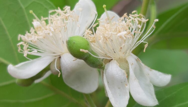 Floração de Araçá - Psidium guineense Sw.