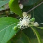 Floração de Araçá - Psidium guineense Sw.