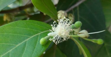Araçá - Psidium guineense Sw.