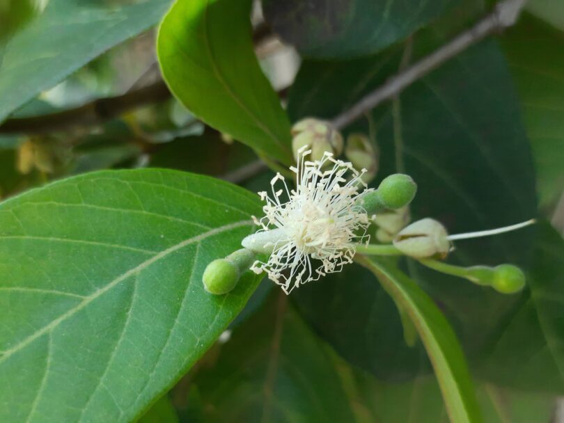 Araçá - Psidium guineense Sw.