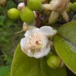 Floração de de Araçá - Psidium guineense Sw.