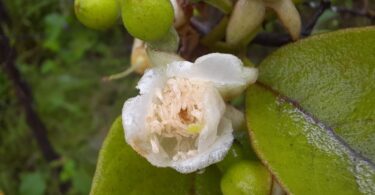 Araçá - Psidium guineense Sw.