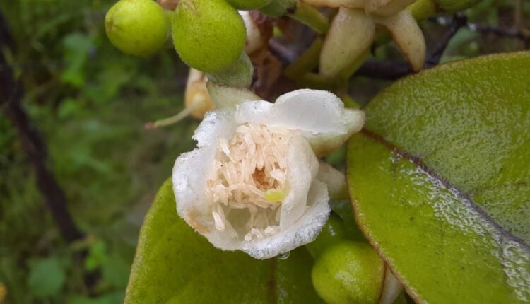 Floração de de Araçá - Psidium guineense Sw.