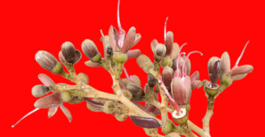 Hymenaea rubriflora Ducke