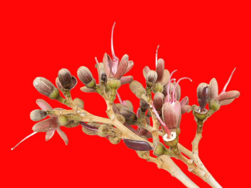 Hymenaea rubriflora Ducke